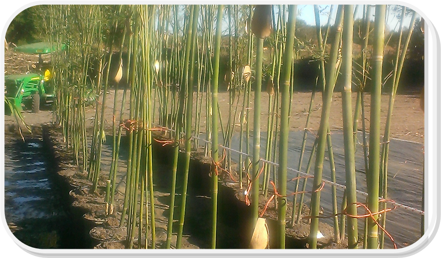 bambusa textilis gracilis bamboo